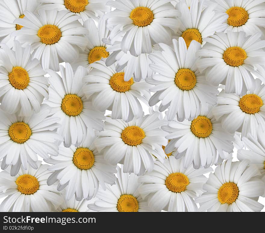 Summer Background, Daisies