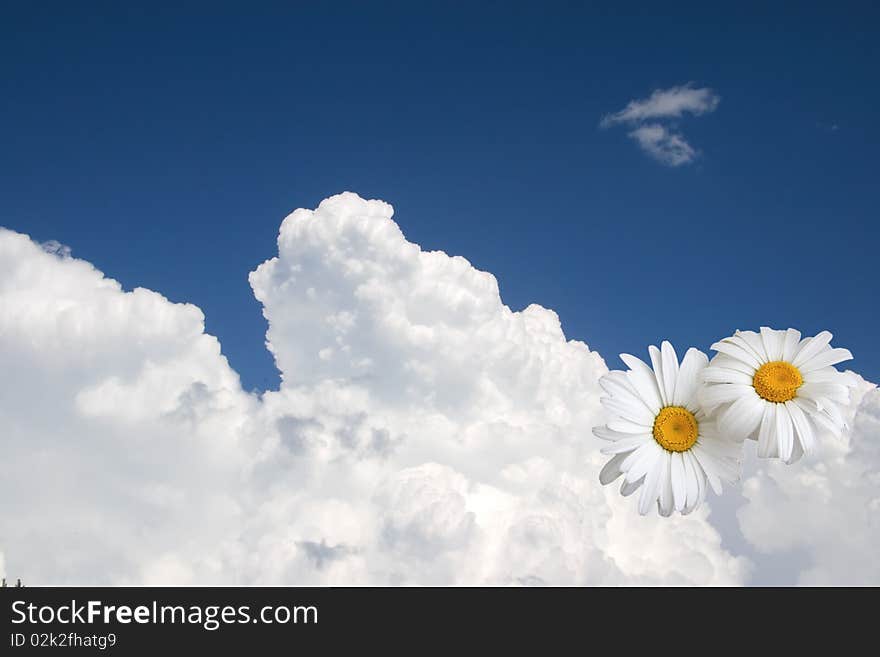 Floral Sky Background, White Clouds