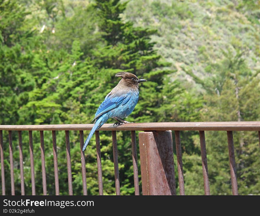 A Stellar Jay resting on a rail