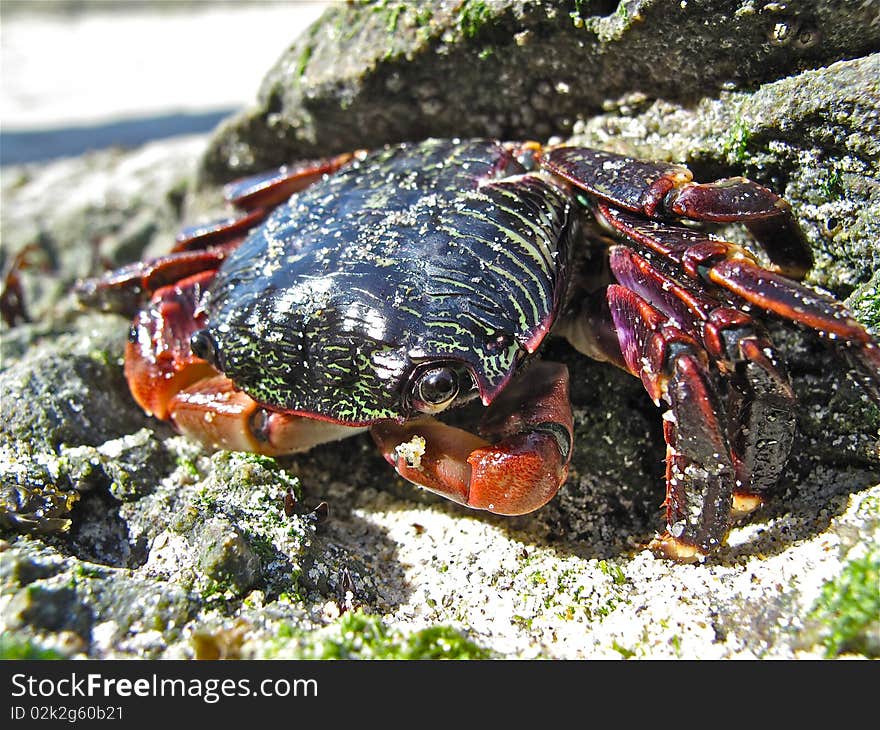 Sunbath crab