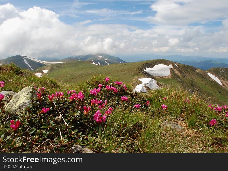 A summer hillside with flowers under white clouds. A summer hillside with flowers under white clouds.