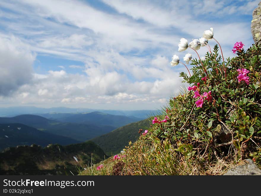 A summer hillside with flowers under white clouds. A summer hillside with flowers under white clouds.