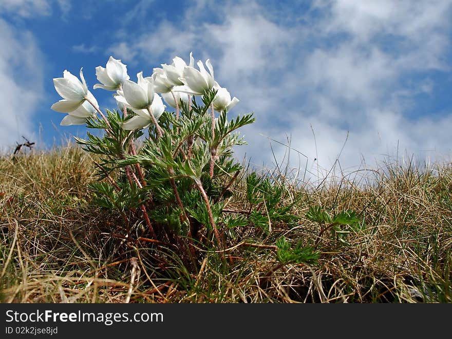 A summer hillside with flowers under white clouds. A summer hillside with flowers under white clouds.