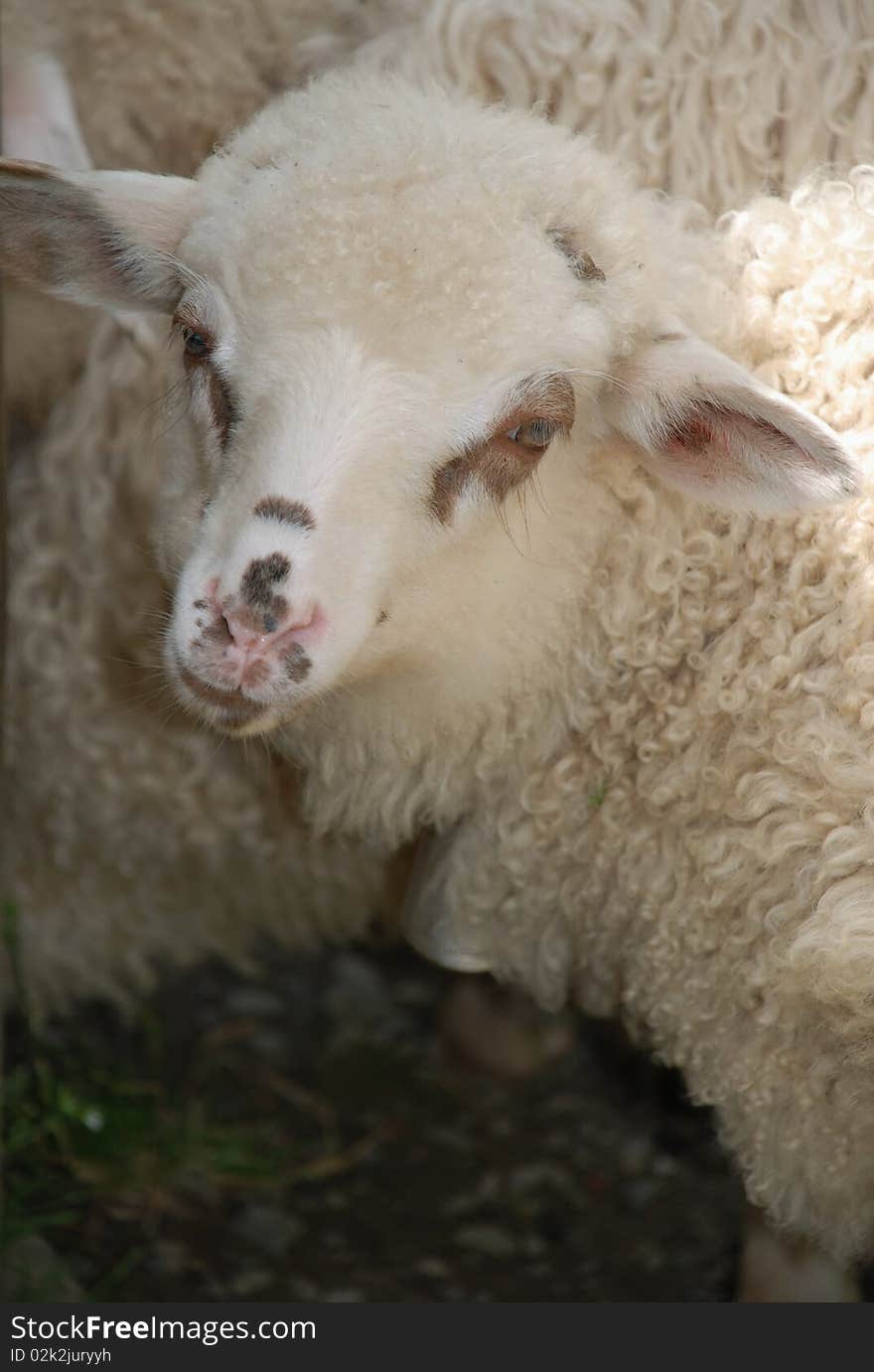 Portrait of a sheep