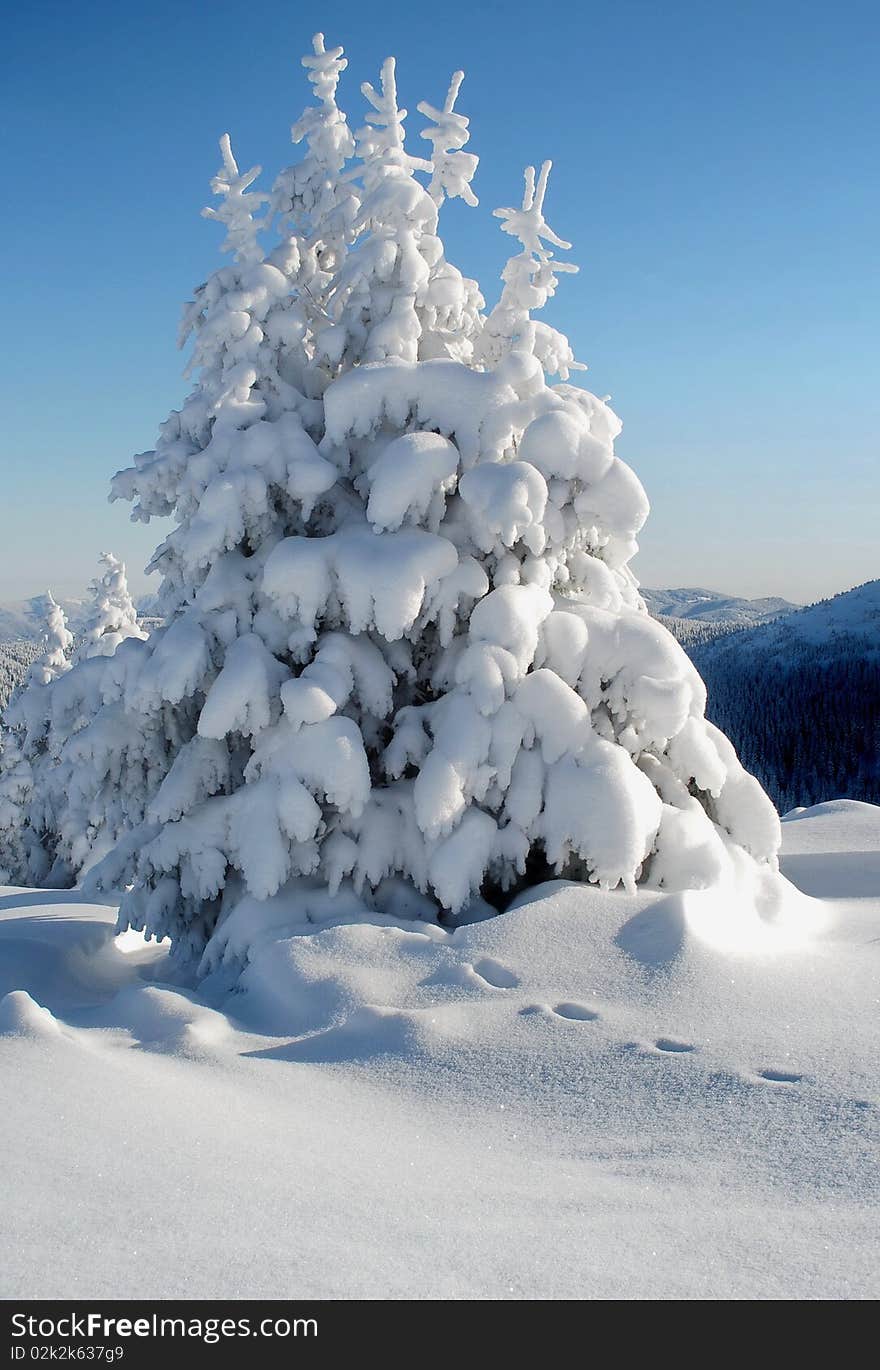 Group of white fur-trees in a winter landscape on a hillside.