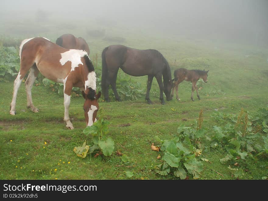 Horses In A Fog