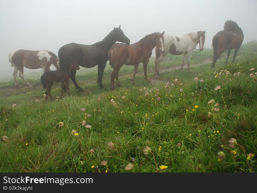 Horses In A Fog