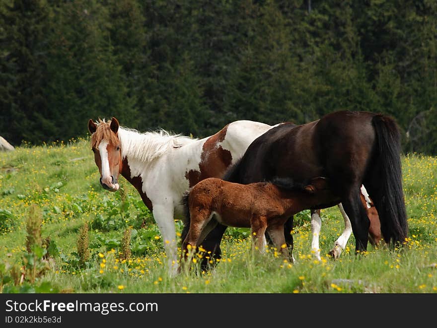 Horses On A Hillside