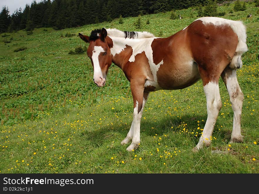 A summer landscape with a stallion on a green slope. A summer landscape with a stallion on a green slope.