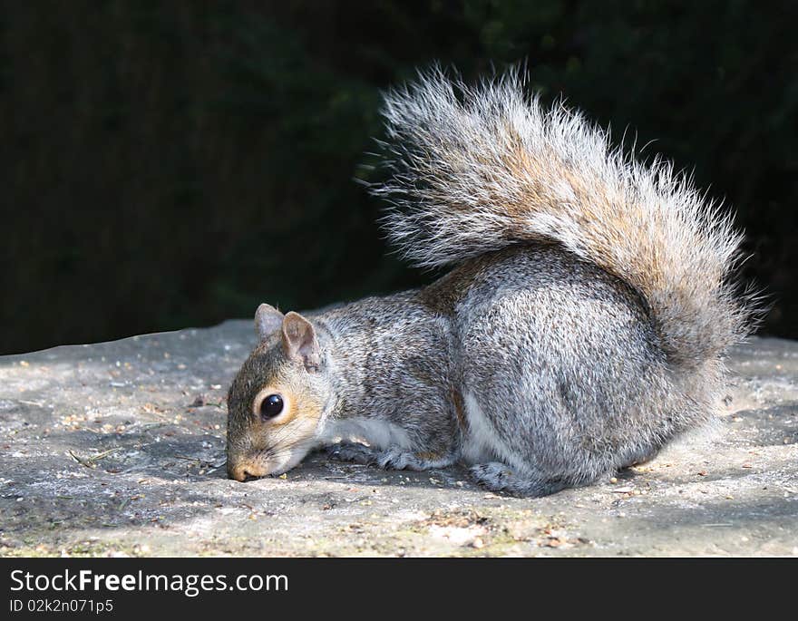 A Grey Squirrel Feeding on a Stone Pillar. A Grey Squirrel Feeding on a Stone Pillar.