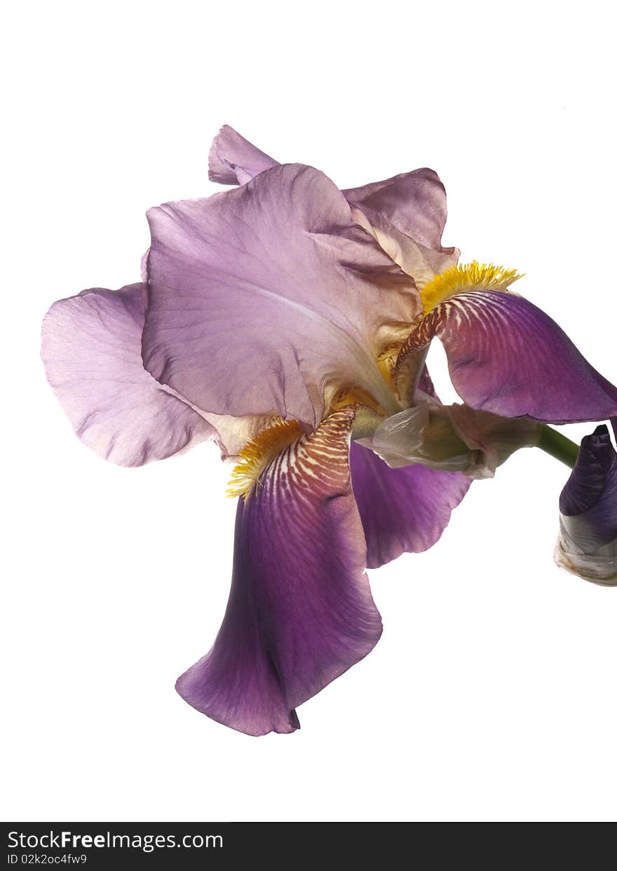 Iris flower