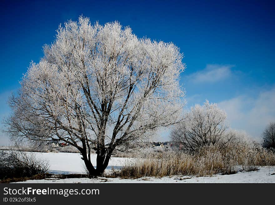 A hoarfrosted tree in winter. A hoarfrosted tree in winter.