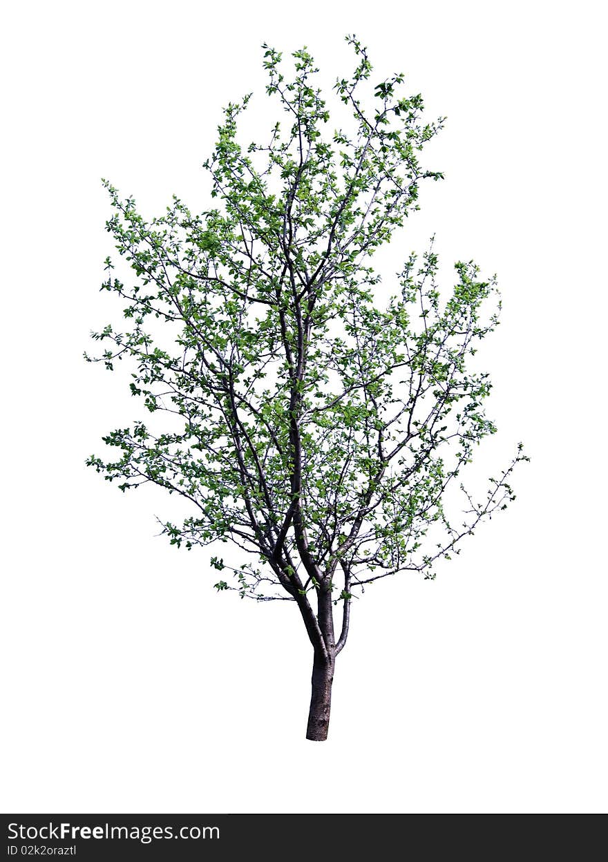 Green tree isolated on white