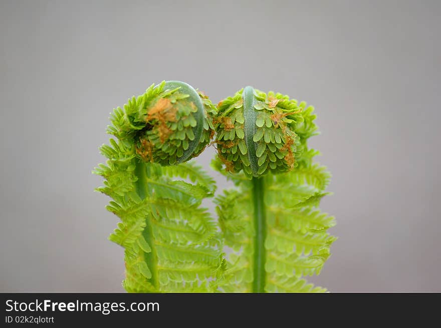 Fern, like lowers on spring. Fern, like lowers on spring