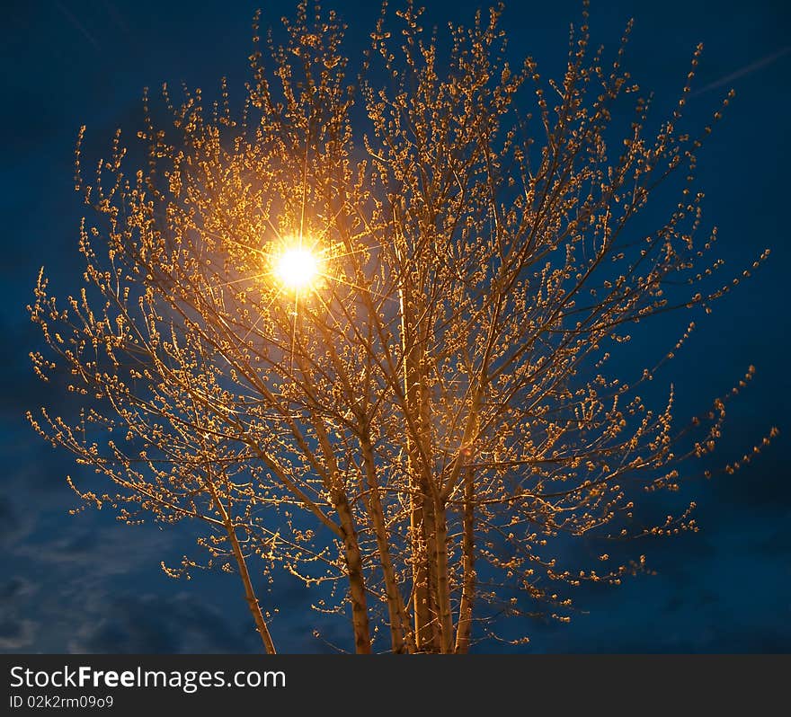 Night torch in branch tree. Night torch in branch tree