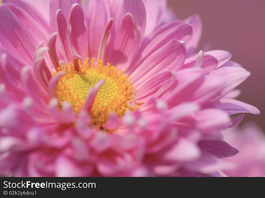 Chrysanthemum