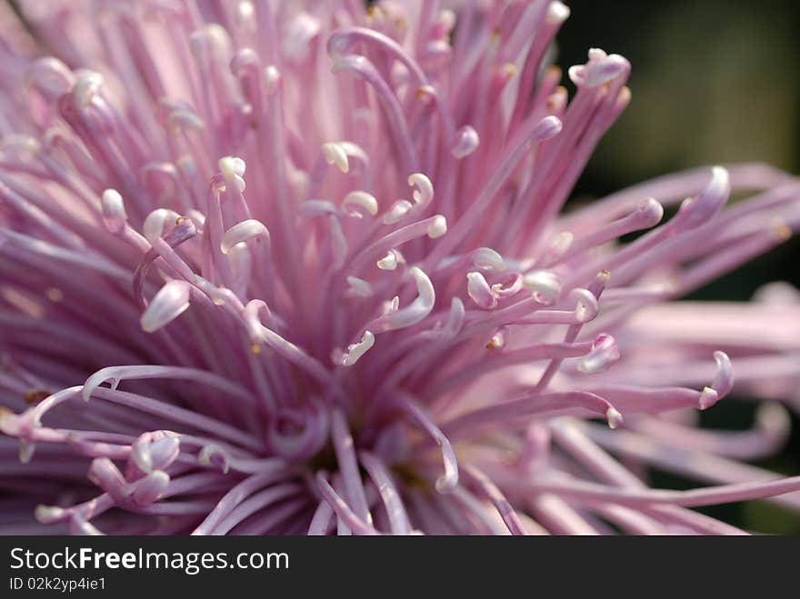 Chrysanthemum