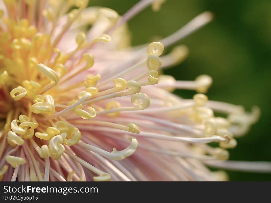 Chrysanthemum