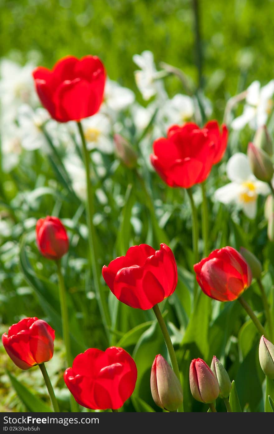 Red tulips blosssoming at spring