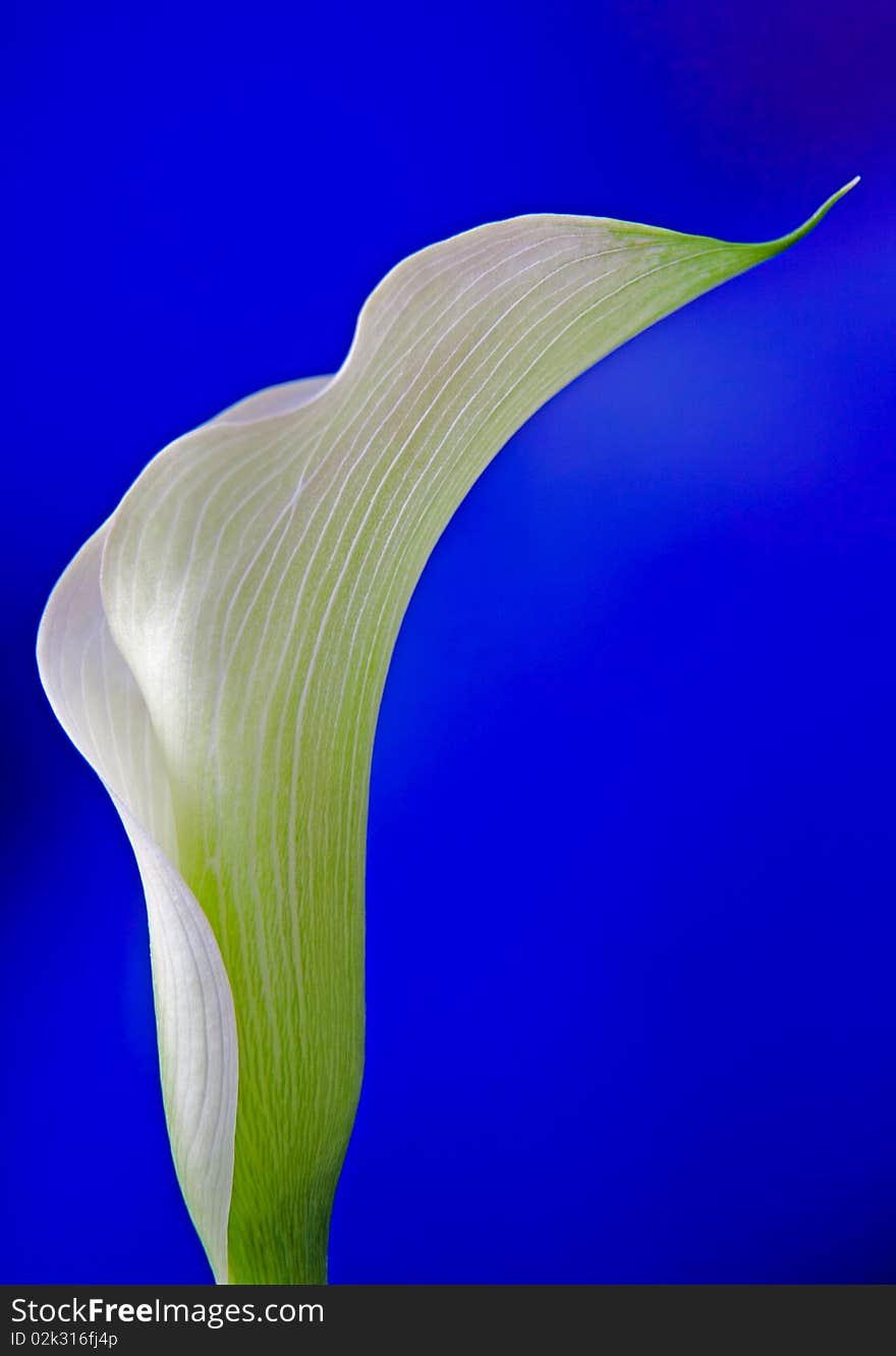 An isolated white calla bloom in bright blue background