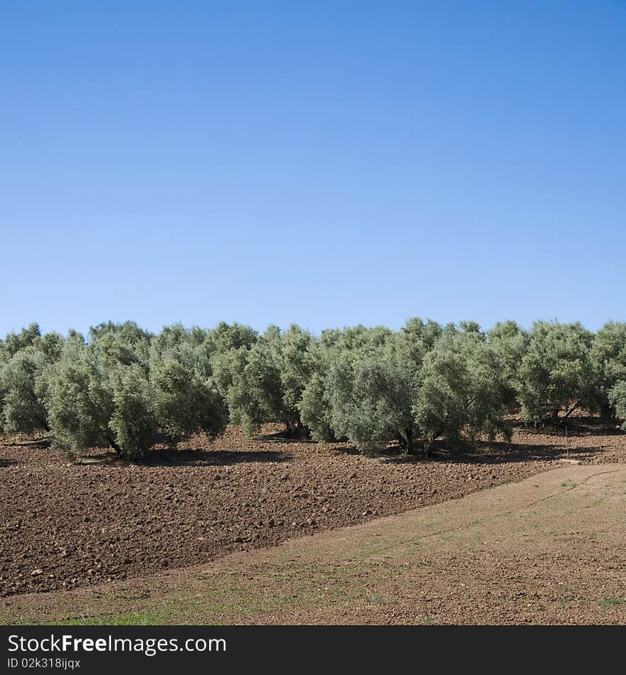 Olive plantation