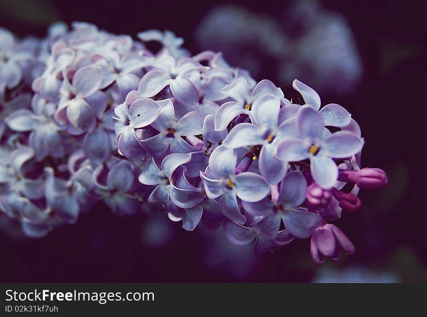 Purple Flowers