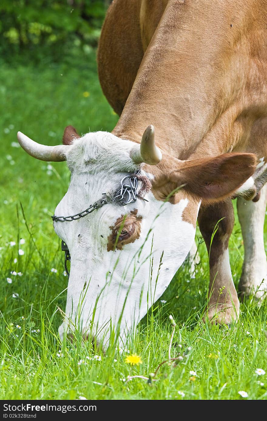 Cow is feeding on grass