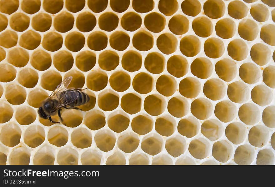 A bee fills honeycombs fresh honey