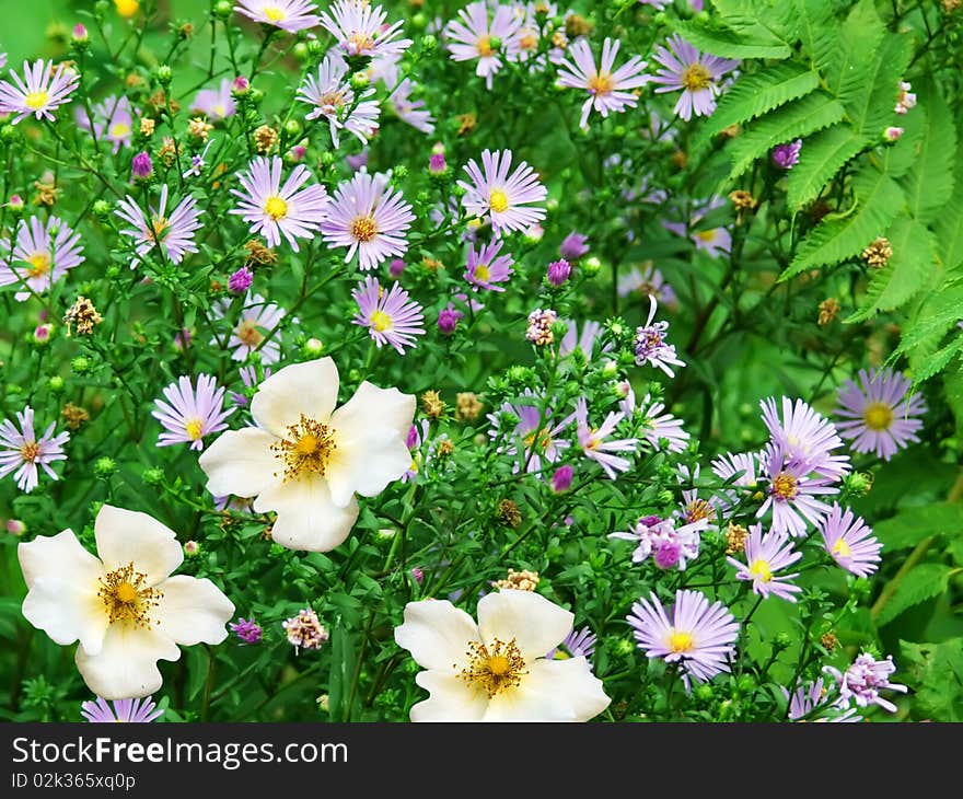 Bright spring flowers in blossoming on a glade. Bright spring flowers in blossoming on a glade