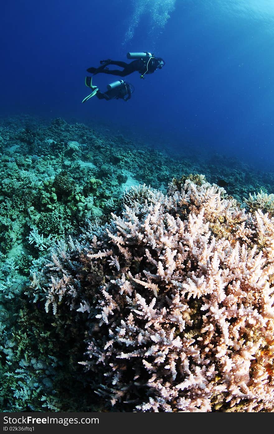 Two scuba divers spot an Octopus underwater. Two scuba divers spot an Octopus underwater