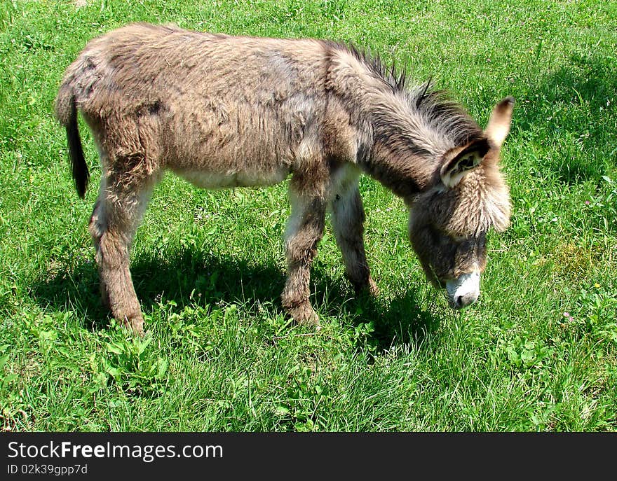 Little donkey eating grass