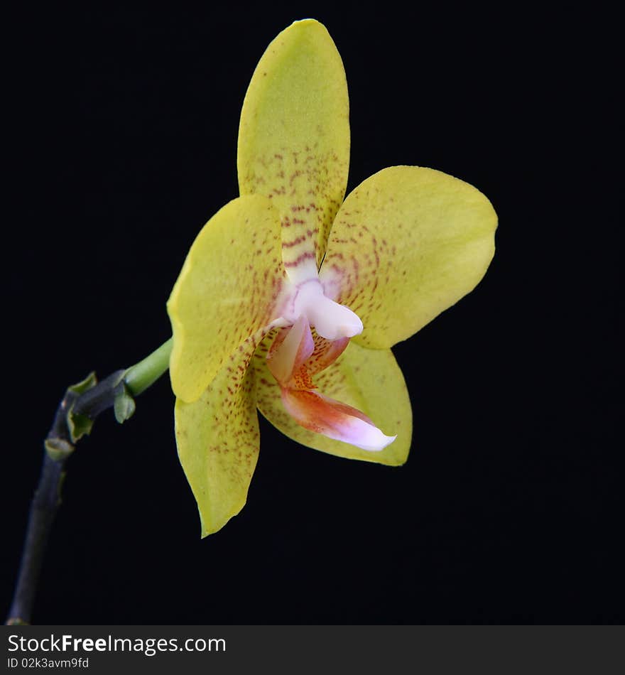 Yellow orchid