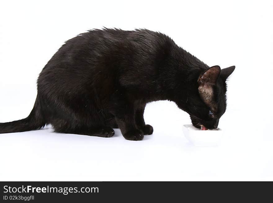 Black cat eating from a bowl on white background