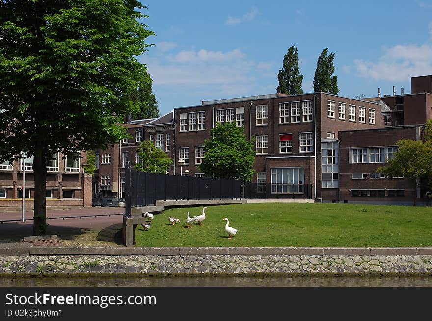 Some geese in the city of Amsterdam