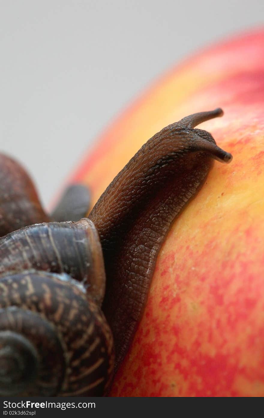 Photo of a snail with the short moustaches