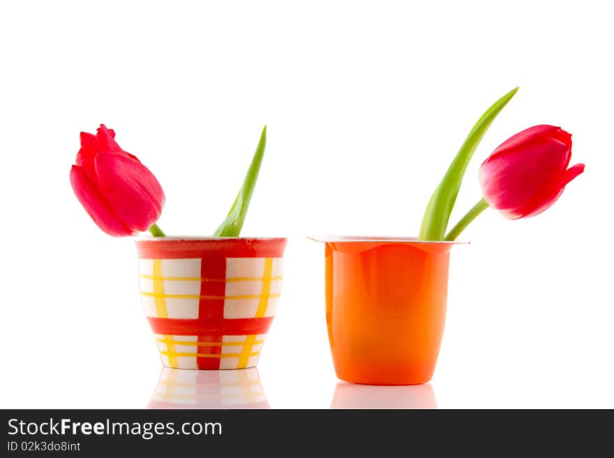 Two red tulips in colorful little vases isolated over white. Two red tulips in colorful little vases isolated over white