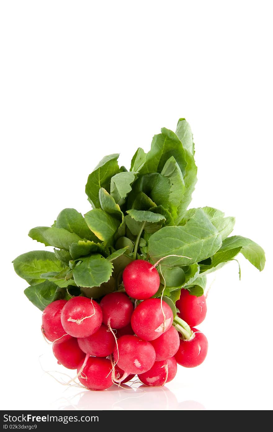 Red healthy radish