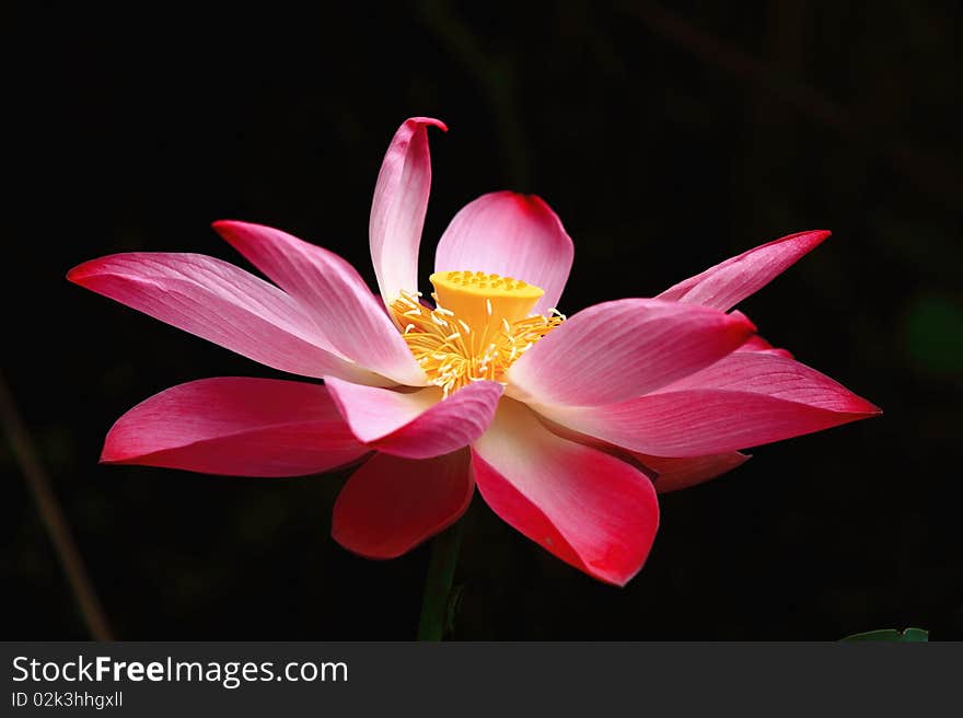 lotus bloom in the pond.