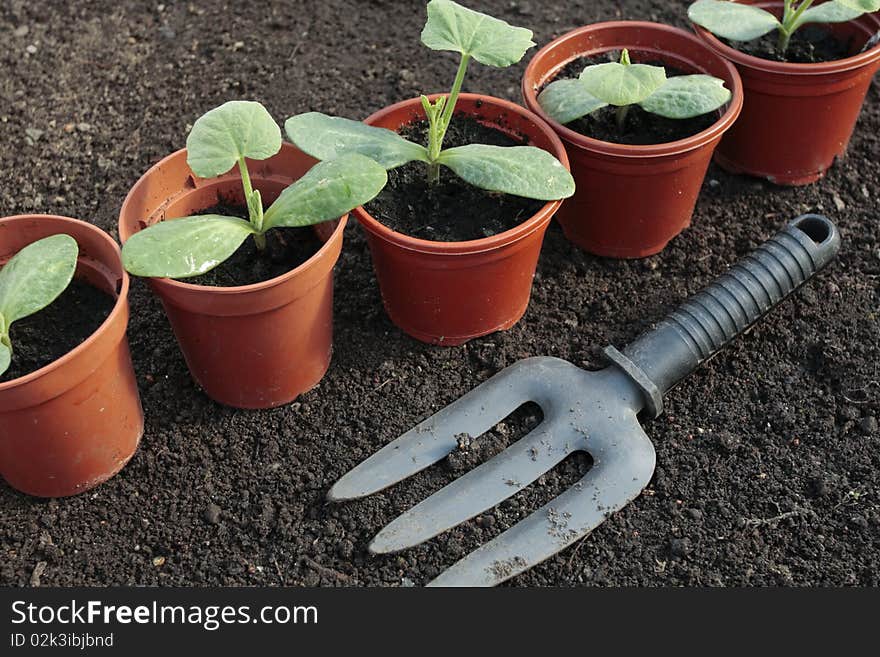 Vegetable Seedlings Growing In Pots