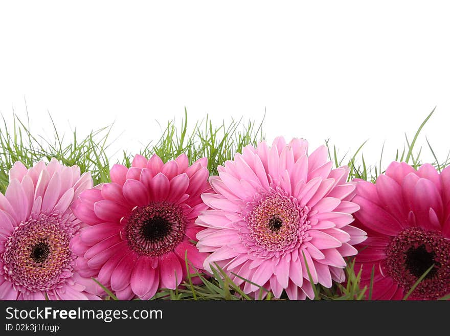 Pink Gerbera flower isolated on white