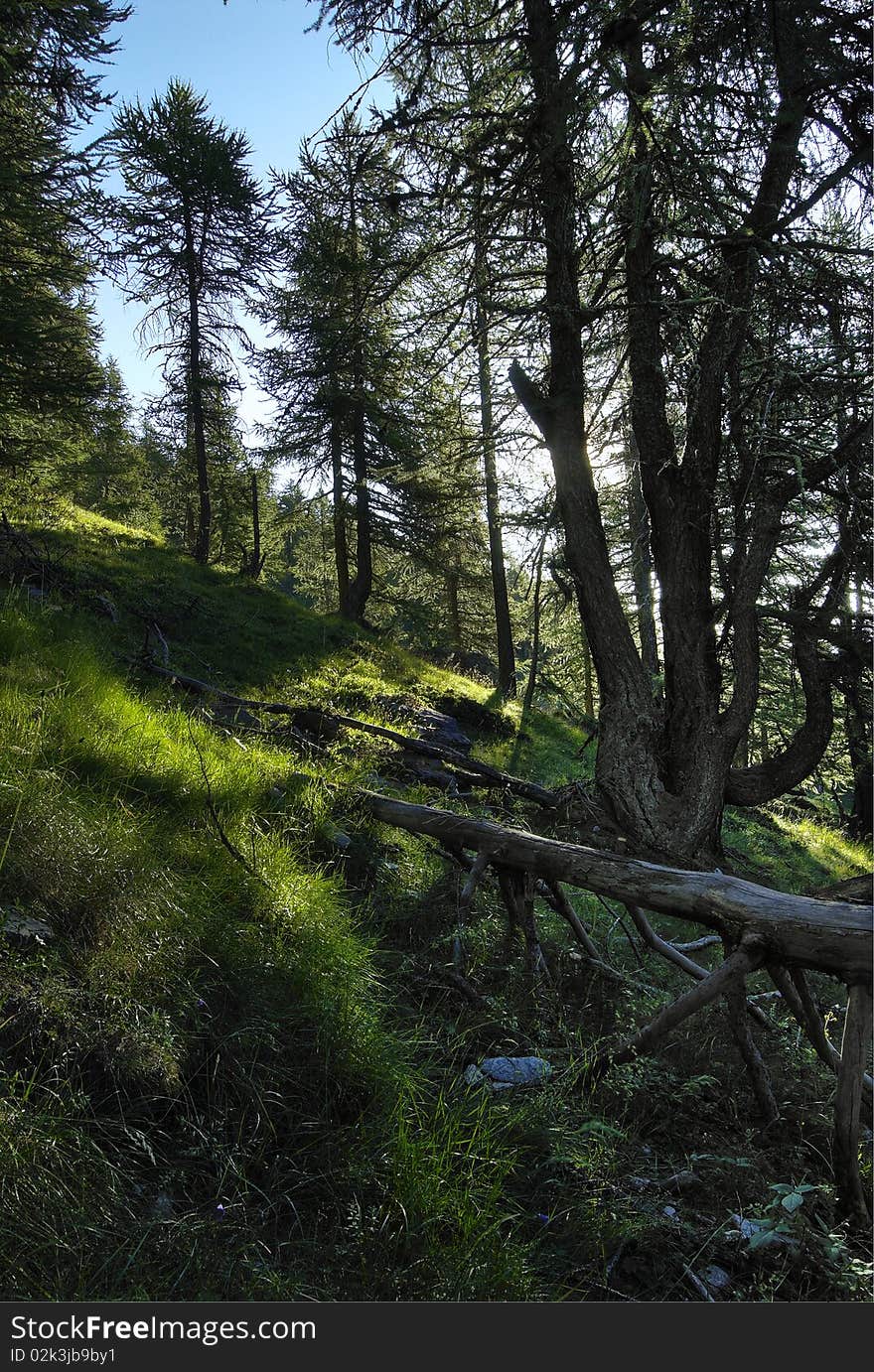 A forest green with many trees in summer