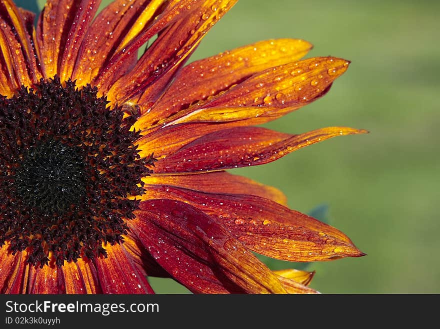 Sunflower stem bloom in summer