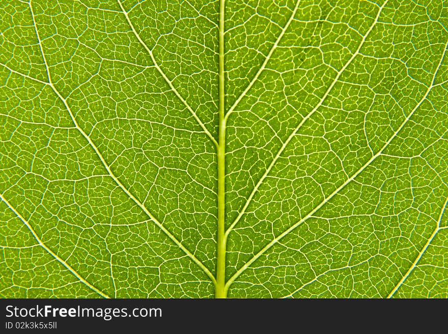 Leaf of a plant close up. Leaf of a plant close up