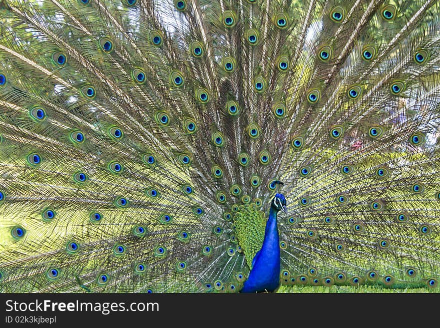 A beautiful peacock is opening its coloured feathers. A beautiful peacock is opening its coloured feathers.