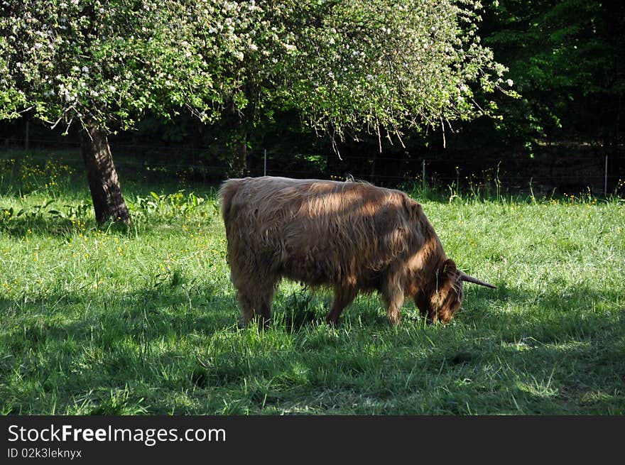 Scottish highland cow grazing in the spring sun. Scottish highland cow grazing in the spring sun