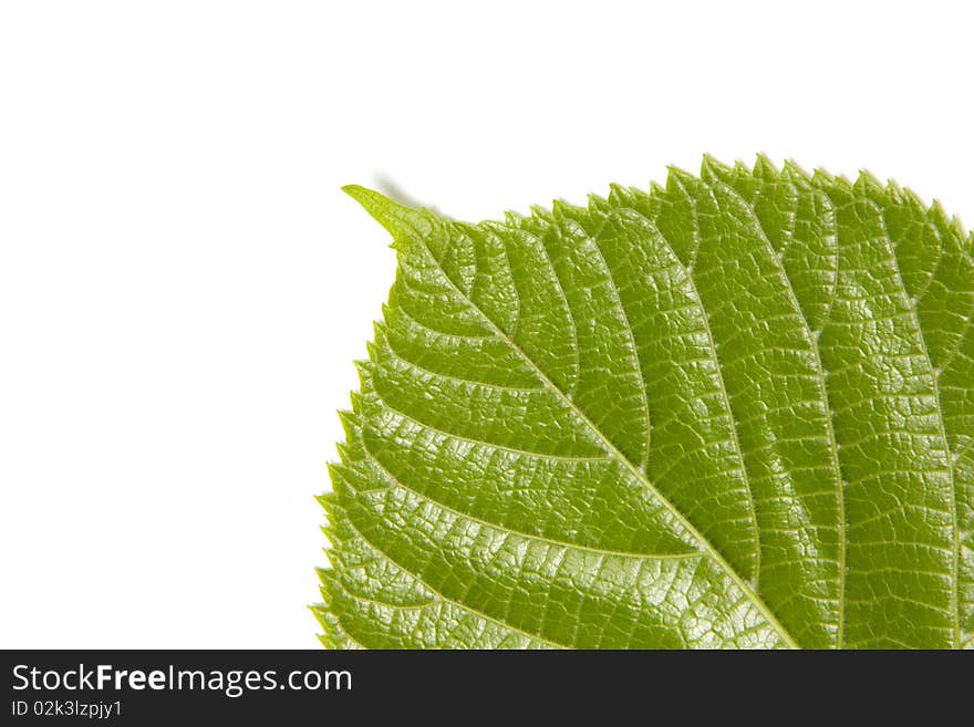 Leaf of a plant close up. Leaf of a plant close up