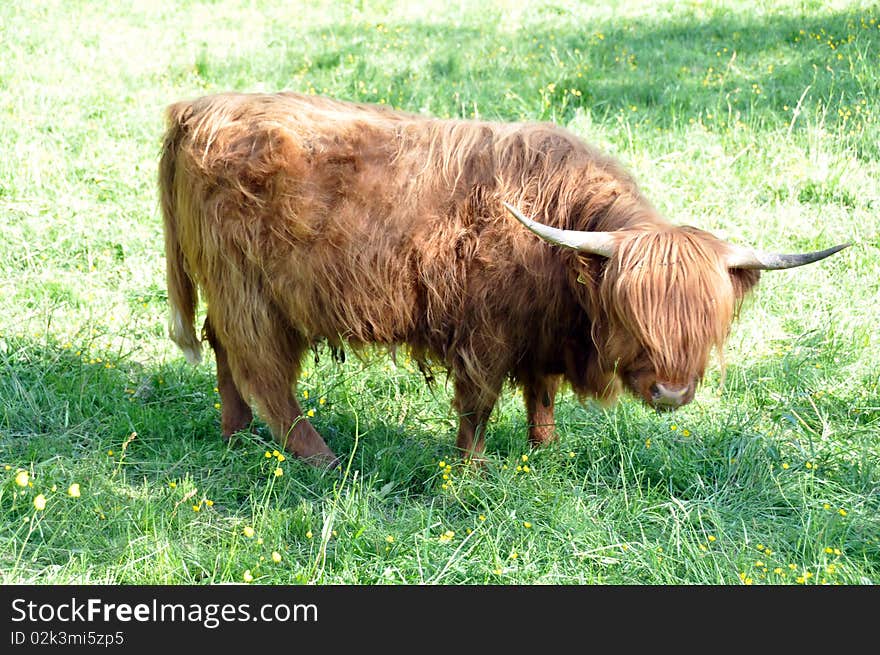 Scottish highland cow grazing in the spring sun. Scottish highland cow grazing in the spring sun