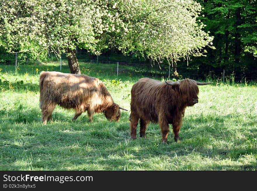 Highland cows 1