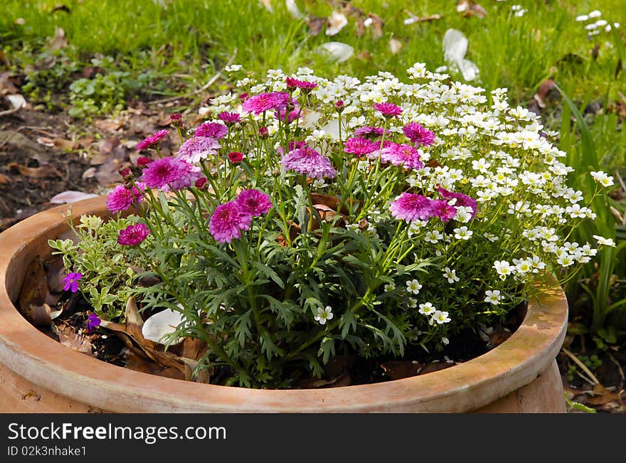 Marguerite (Daisies) in a flower bucket