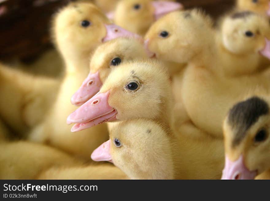 A group of newborn ducks crowded in a cage